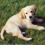 Photo de Golden retriever