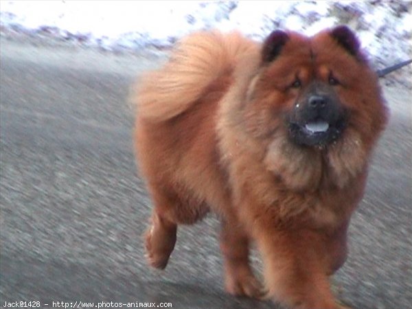 Photo de Chow chow