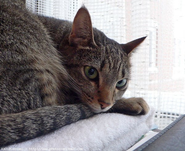 Photo d'Ocicat