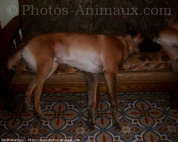 Photo de Berger belge malinois