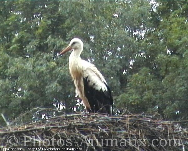 Photo de Cigogne