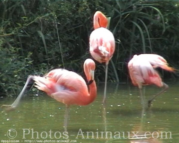 Photo de Flamand rose