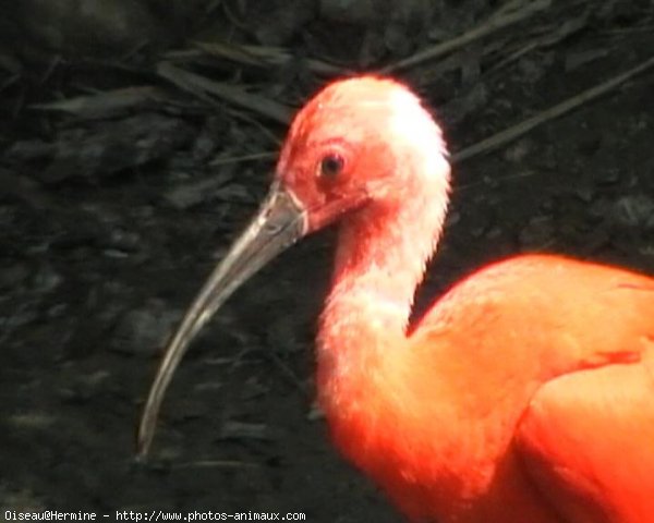 Photo d'Ibis rouge