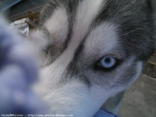 Photo de Husky siberien