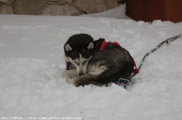 Photo de Husky siberien