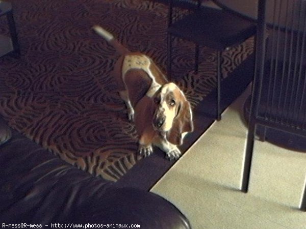 Photo de Basset hound