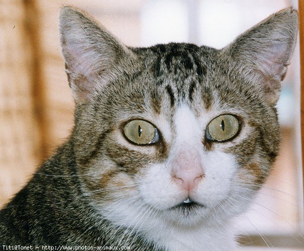 Photo de Chat domestique