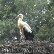 Photo de Cigogne