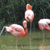 Photo de Flamand rose