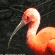 Photo d'Ibis rouge