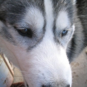 Photo de Husky siberien