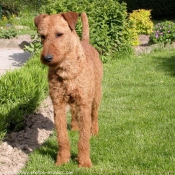 Photo de Terrier irlandais