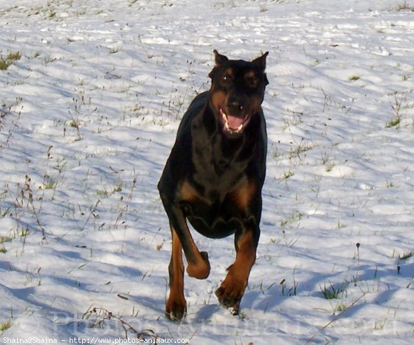 Photo de Dobermann