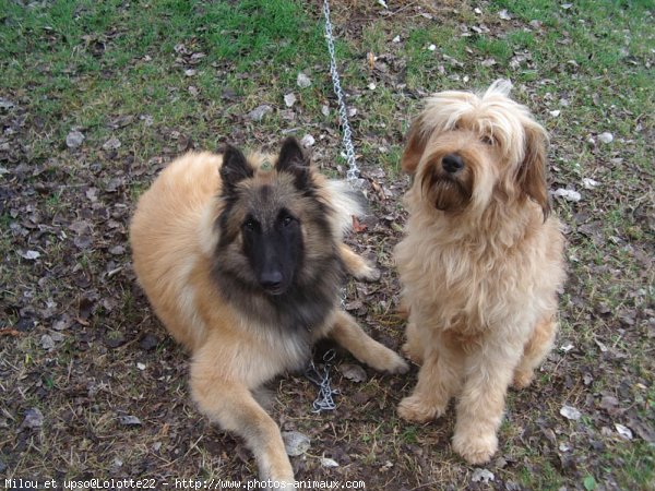 Photo de Races diffrentes