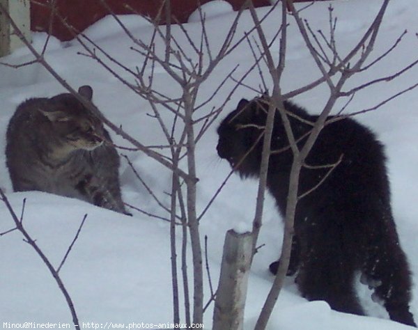 Photo de Chat domestique