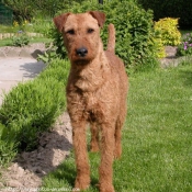 Photo de Terrier irlandais