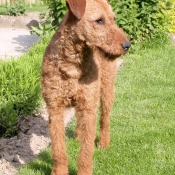 Photo de Terrier irlandais