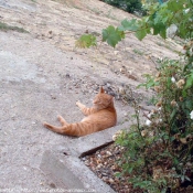 Photo de Chat domestique