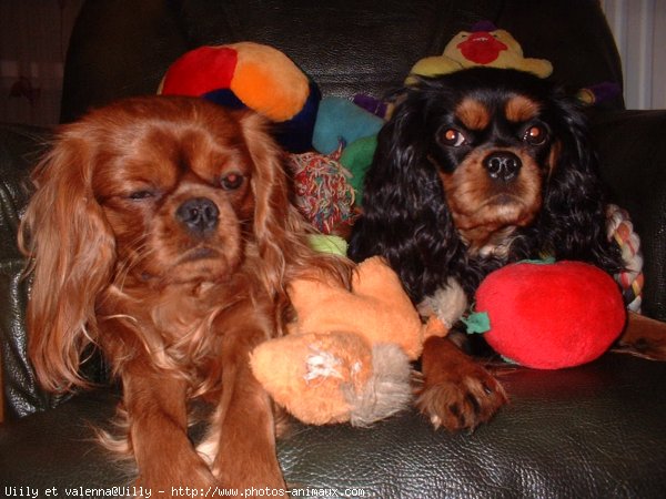 Photo de Cavalier king charles spaniel