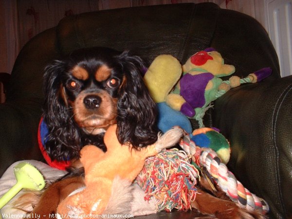 Photo de Cavalier king charles spaniel