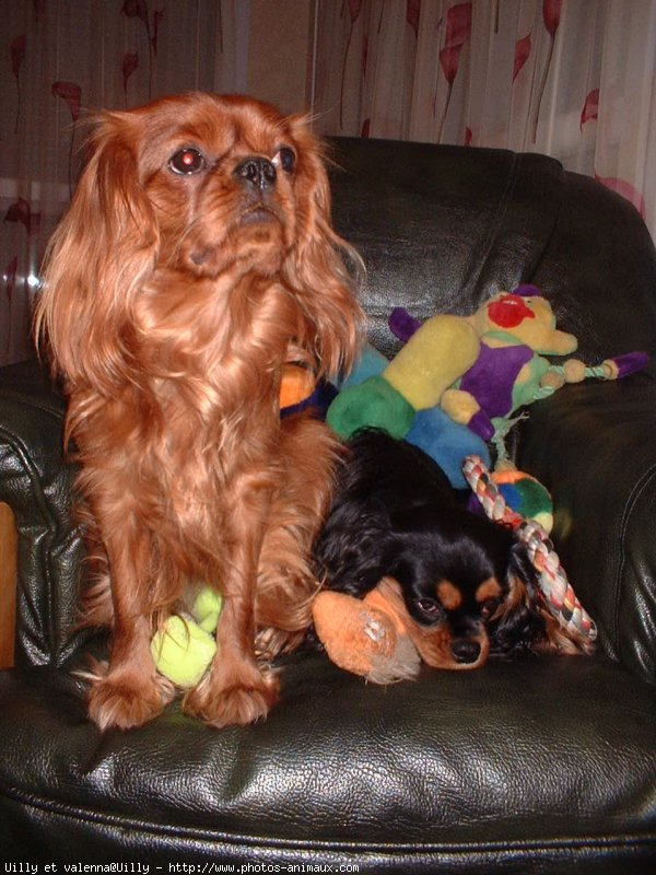 Photo de Cavalier king charles spaniel