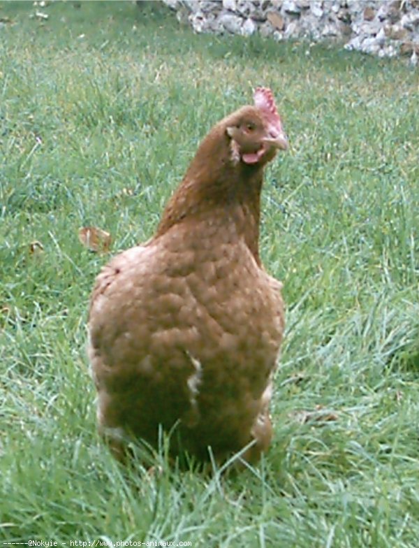 Photo de Poule