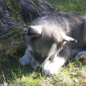 Photo de Husky siberien