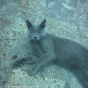 Photo de Chartreux