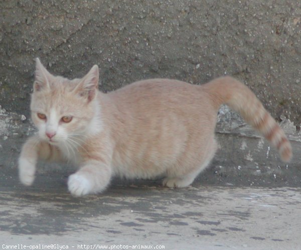 Photo de Chat domestique