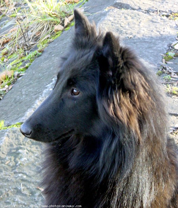 Photo de Berger belge groenendael