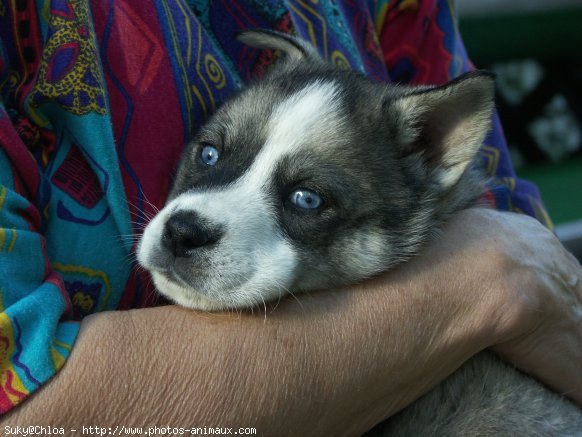 Photo de Husky siberien