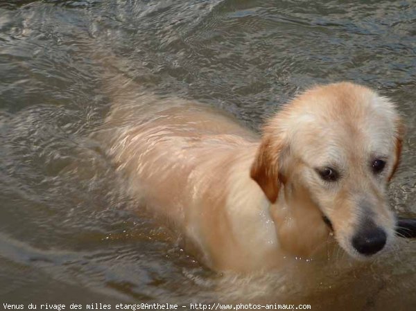 Photo de Golden retriever