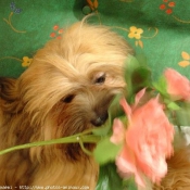 Photo de Lhassa apso