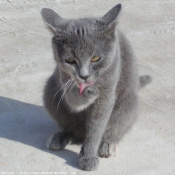 Photo de Chat domestique