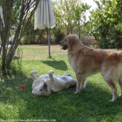 Photo de Golden retriever