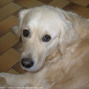 Photo de Golden retriever