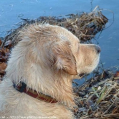 Photo de Golden retriever