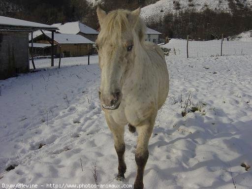 Photo d'Appaloosa