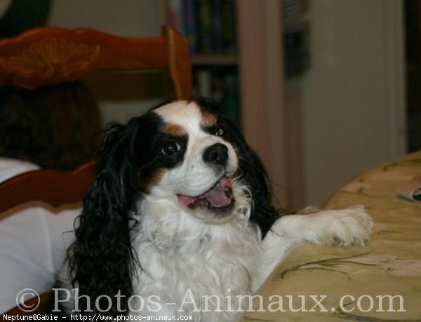 Photo de Cavalier king charles spaniel