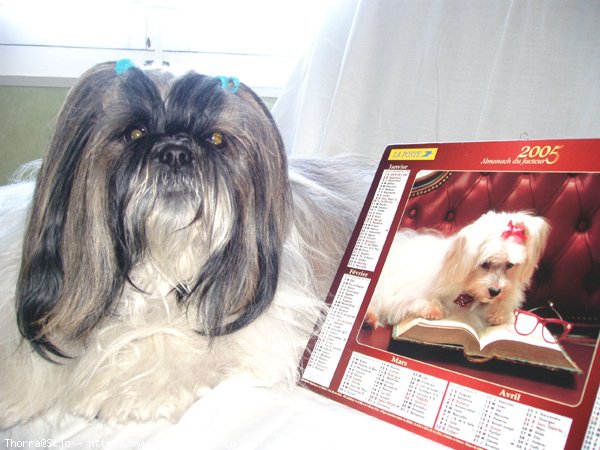 Photo de Shih tzu