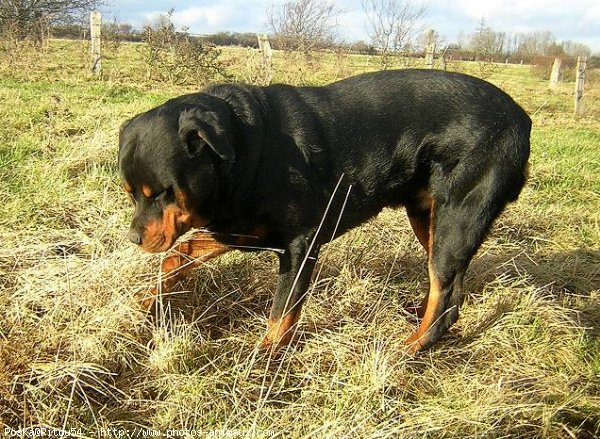 Photo de Rottweiler