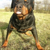 Photo de Rottweiler