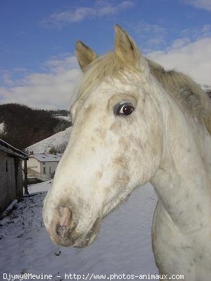 Photo d'Appaloosa