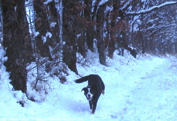 Photo de Bouvier bernois