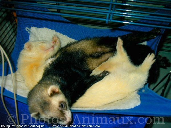 Photo de Furet