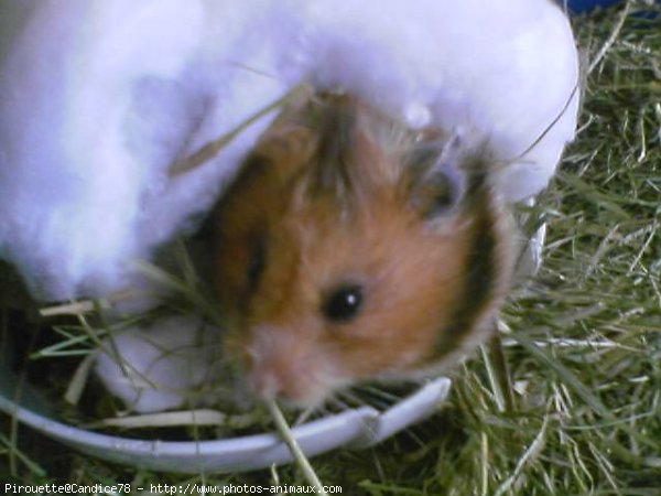 Photo de Hamster