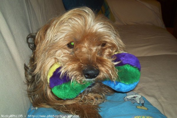 Photo de Yorkshire terrier