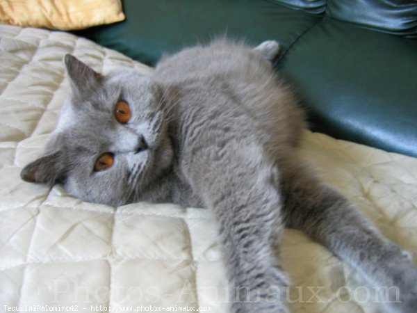 Photo de British shorthair