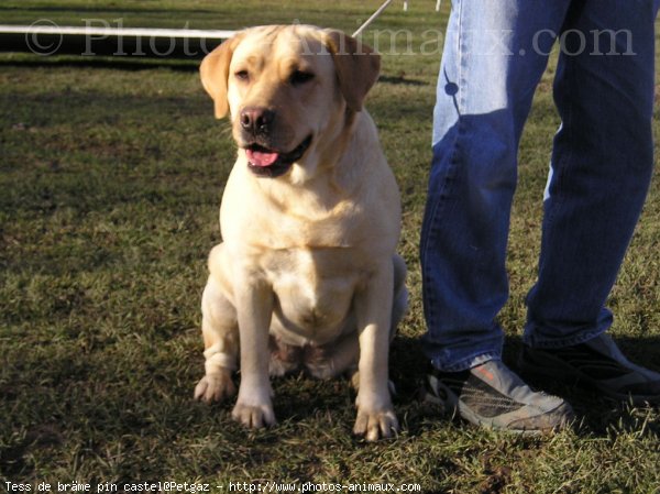 Photo de Labrador retriever