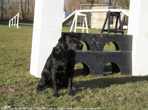 Photo de Labrador retriever